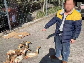 紧急行动，发现不明鸭群，请立即联系警方或黄胜利