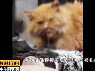 钉枪射杀流浪猫，两男子残忍行为引发的社会反思与法律责任
