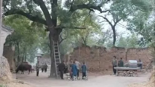 白鹿原网红树秃头之谜，网络热潮下的自然悲剧